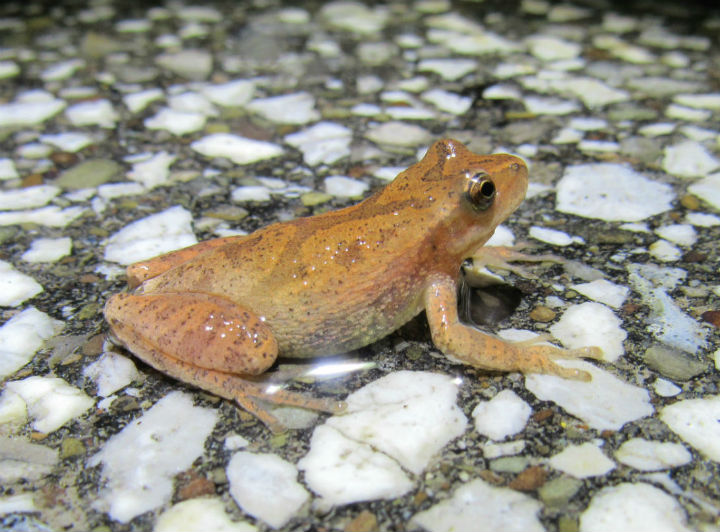 Spring Peeper